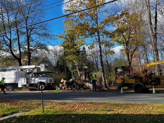 Bucket truck, crew, and Vermeer chipper working a tree removal on a Pioneer Valley street in autumn