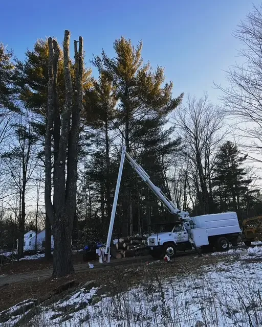 Bucket truck beside tall dead pine trunks on a snowy rural property