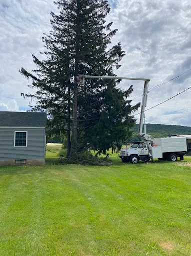 Bucket truck reaching into a tall evergreen beside a house