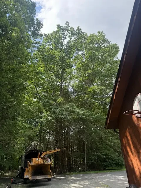 Wood chipper set up in a driveway beneath tall oaks at a Pioneer Valley home