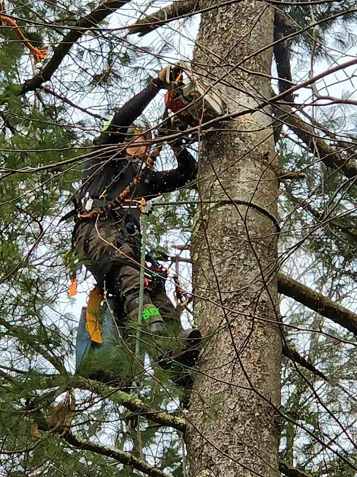 Rope-and-harness climber high in a white pine running a chainsaw to remove limbs