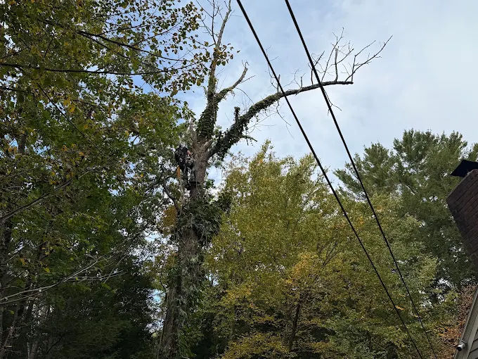 Climber working near the top of a large dead hardwood beside power lines