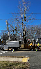 Bucket truck removing a large bare tree along a residential street