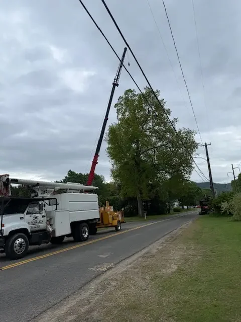 Crane truck with its boom raised beside a large tree and overhead power lines on a country road