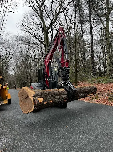 Excavator carrying a large freshly cut log down a road