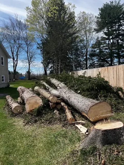 Spruce trunk cut into sections on a backyard lawn beside a fence and home after a removal