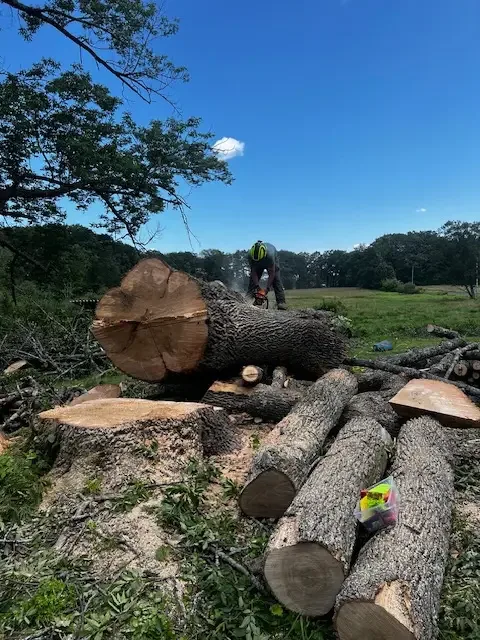 Large freshly cut hardwood logs stacked in an open field with a crew member working in the background