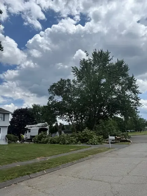 Large leafy tree towering over a residential street and neighboring homes before removal