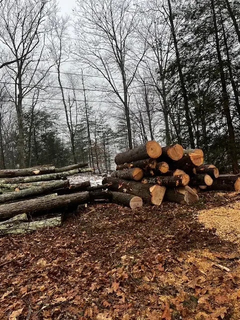 Freshly cut logs stacked in the woods on a floor of autumn leaves and wood chips