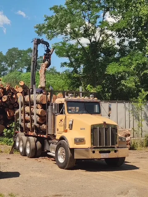 Log truck with a knuckle-boom grapple lifting a freshly cut section of trunk