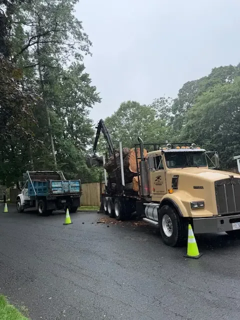 Log truck and dump truck with safety cones set up for a tree removal on a neighborhood street