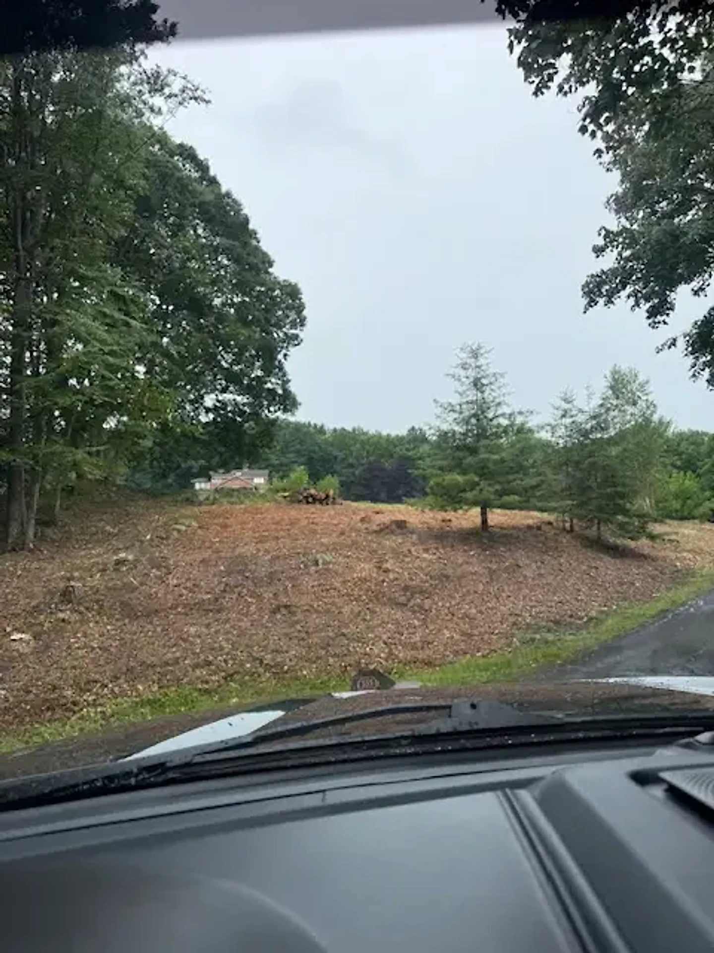 Cleared yard with the stumps ground away and the area covered in fresh wood chips