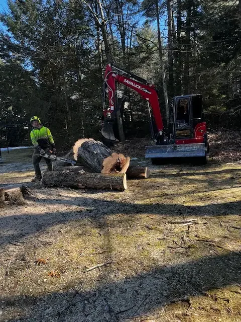Crew member in a hi-vis jacket cutting a large log beside the red Zawalick mini excavator
