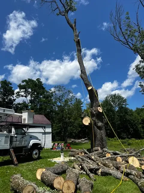 Large hardwood limb rigged with ropes for a controlled lowering beside a bucket truck and a pile of cut rounds