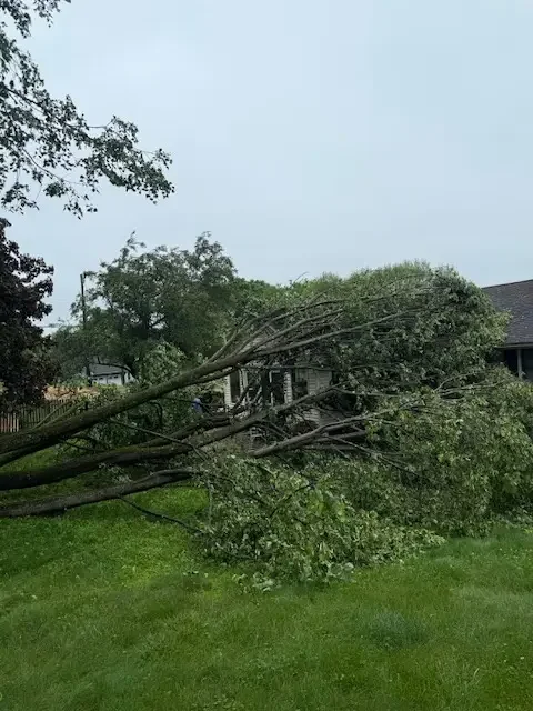 Leaning, storm-stressed trees on a lawn beside a Pioneer Valley home