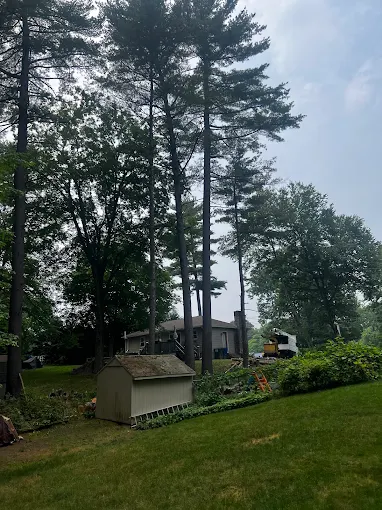 Tall white pines rising above a backyard shed and home on a Pioneer Valley property