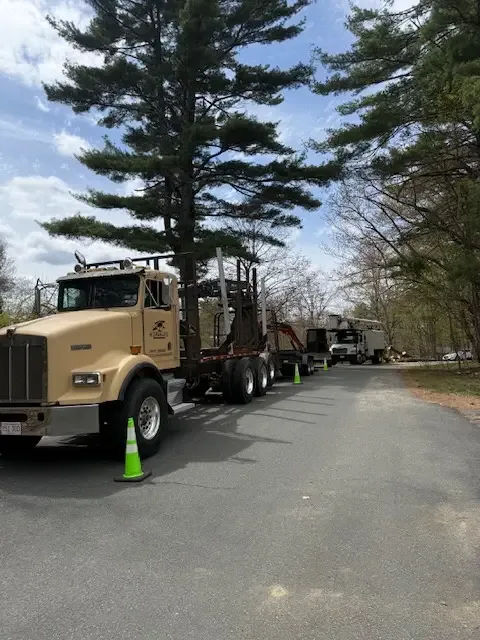 Tan log truck parked on a quiet road beside a tall white pine with traffic cones set out