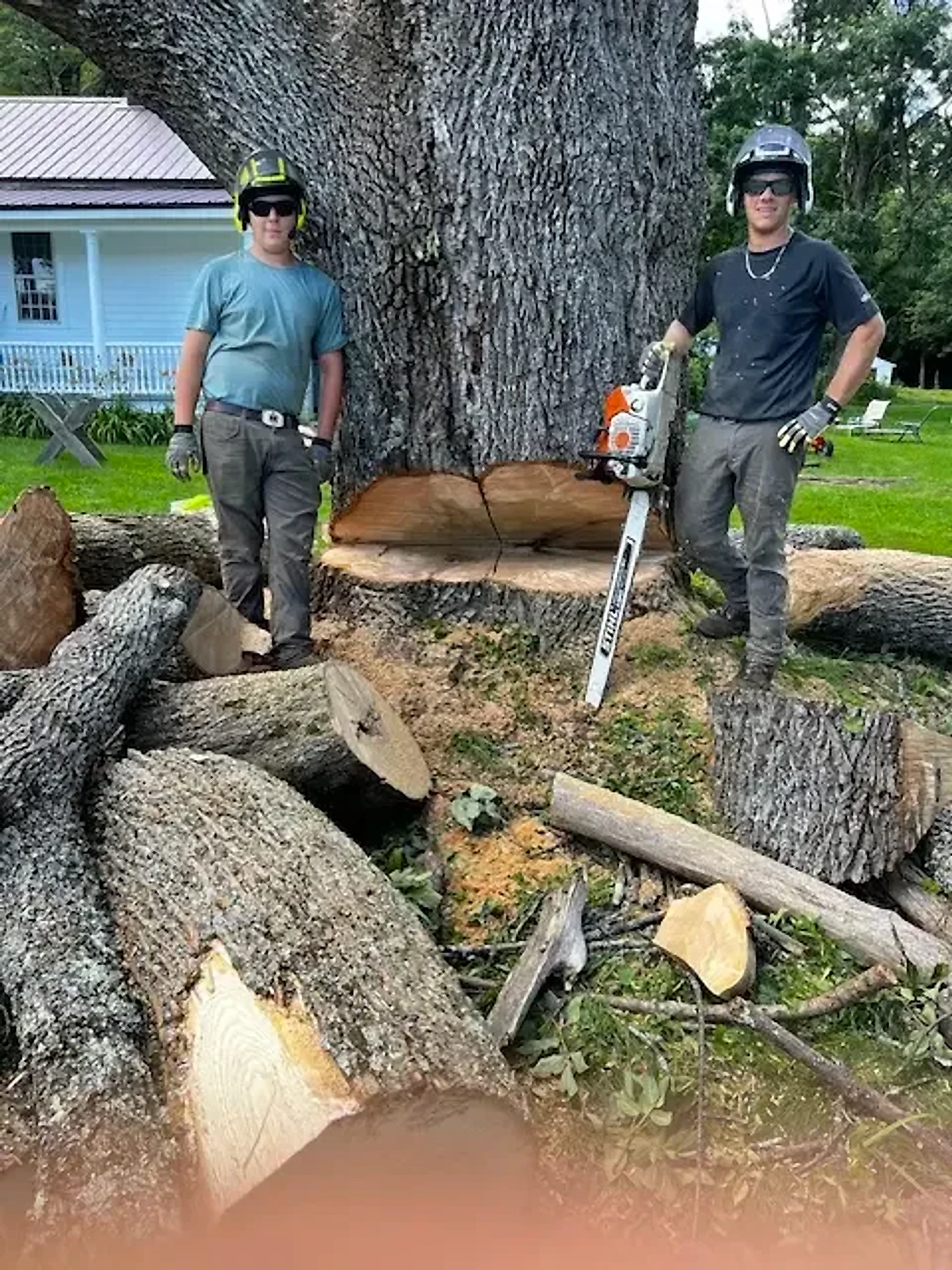 Two Zawalick crew members in helmets standing beside the cut base of a massive oak after a controlled takedown