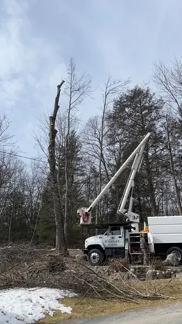 Zawalick bucket truck beside a topped tall tree trunk and brush pile at a snowy Pioneer Valley property